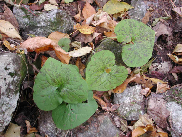 Crabtree Falls - George Washington National Forest - 3 Nov 2005 - 007