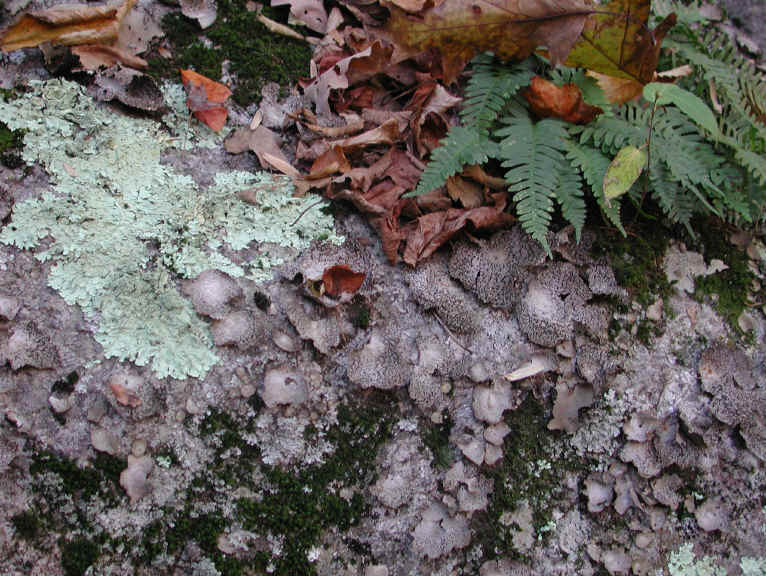 Crabtree Falls - George Washington National Forest - 3 Nov 2005 - 041