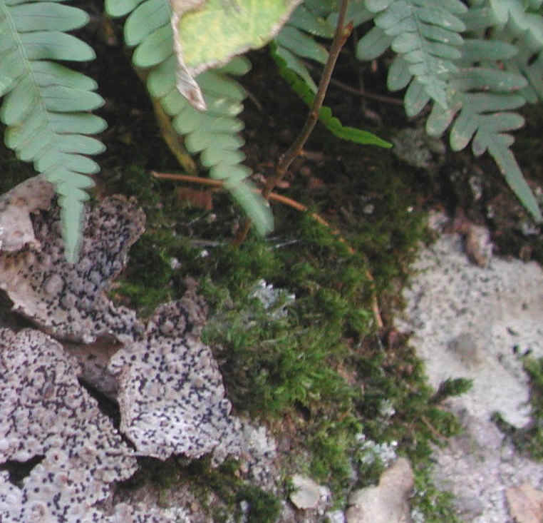 Crabtree Falls - George Washington National Forest - 3 Nov 2005 - 044a