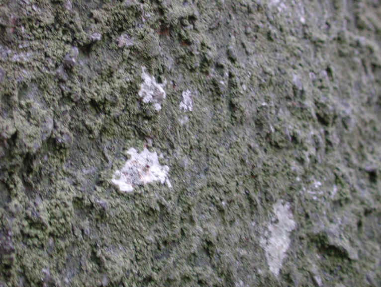 Crabtree Falls - George Washington National Forest - 3 Nov 2005 - 051