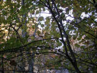 Crabtree Falls - 3 Nov 2005 - 099