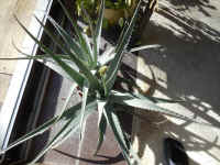 Growing Aloe Indoors - 01