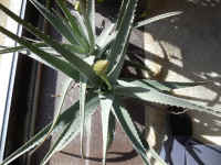 Growing Aloe Indoors - 03