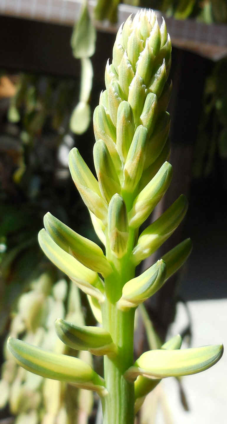 Growing Aloe Indoors - 05