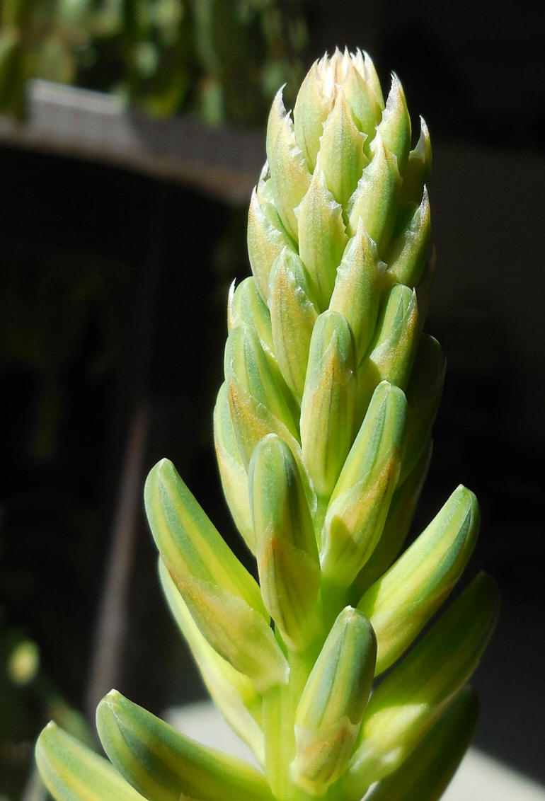 Growing Aloe Indoors - 07