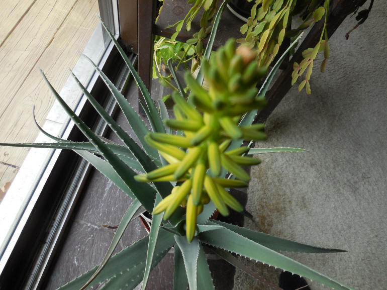 Growing Aloe Indoors - 10