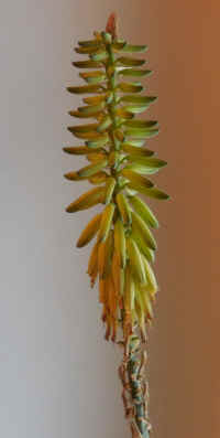Growing Aloe Indoors - 13