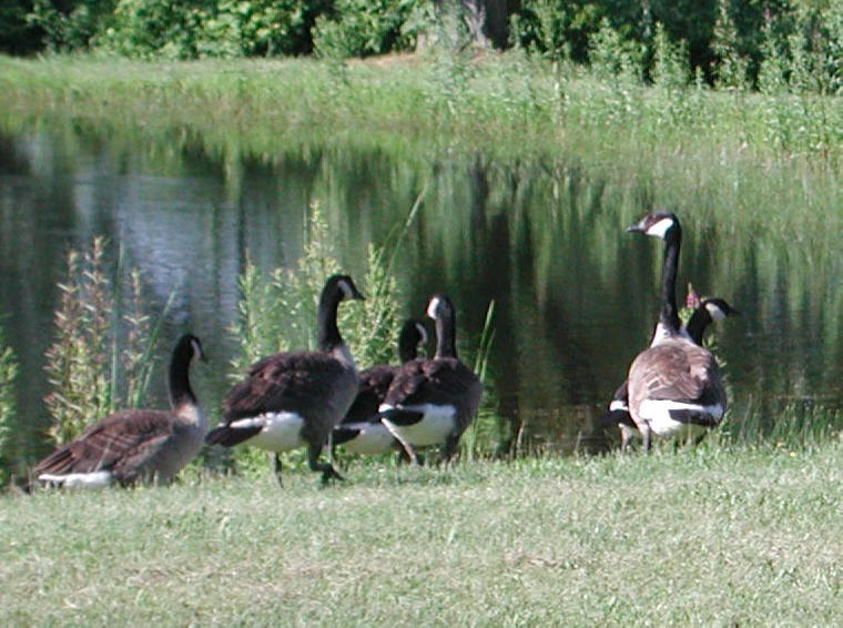 Canada Goose or Geese (Branta canadensis) - 06a