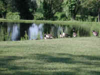 Canada Geese (Branta canadensis) - 07