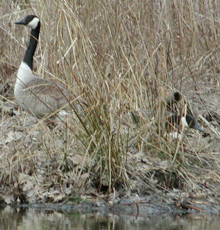 Canada Goose or Geese (Branta canadensis) - 01