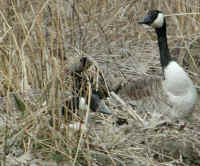 Canada Geese (Branta canadensis) - Is There Danger Again?
