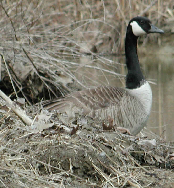 Canada Goose or Geese (Branta canadensis) - 05