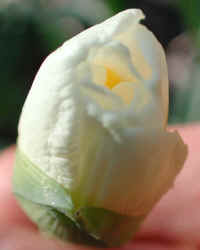daffodil-blooming1