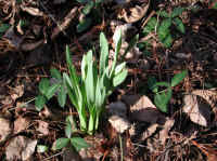 daffodil-bud1