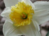 daffodil-flower1
