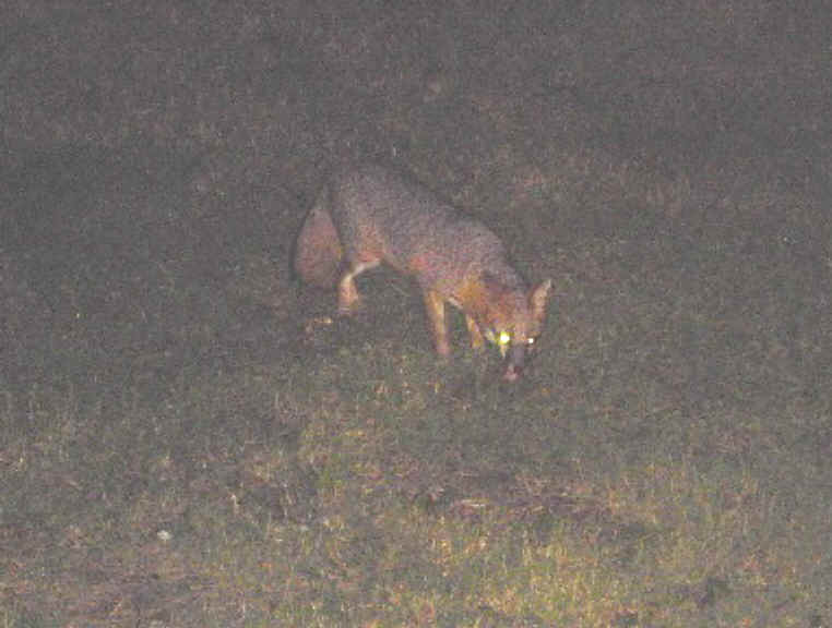 Our Neighbors The Foxes - Grey or Gray Fox (Urcyon cinereoargenteus) - 28