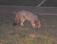 Our Neighbors The Foxes - Grey or Gray Fox (Urcyon cinereoargenteus) - 30