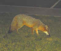 Our Neighbors The Foxes - Grey or Gray Fox (Urcyon cinereoargenteus) - 31