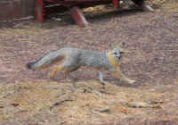 Our Neighbors The Foxes - Grey or Gray Fox (Urcyon cinereoargenteus) - 33