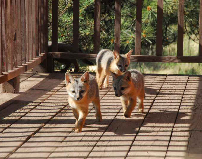 Our Neighbors The Foxes - Grey or Gray Fox (Urcyon cinereoargenteus) - 35