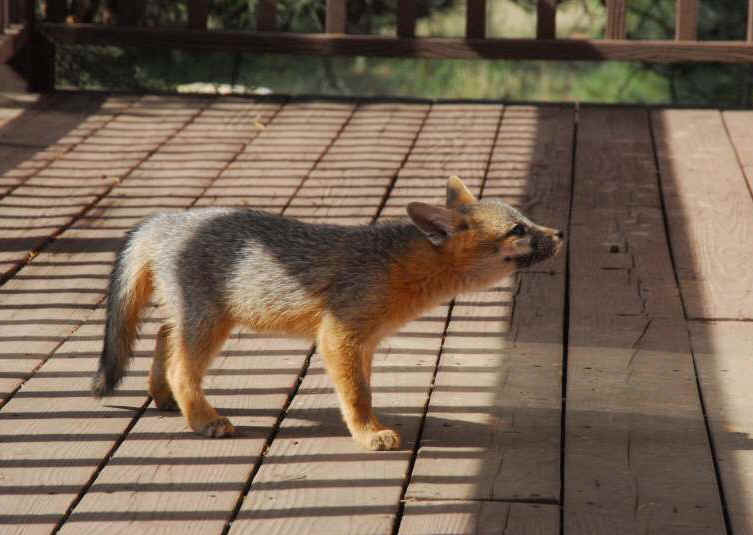 Our Neighbors The Foxes - Grey or Gray Fox (Urcyon cinereoargenteus) - 38