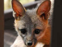 Our Neighbors The Foxes - Grey or Gray Fox (Urcyon cinereoargenteus) - 40