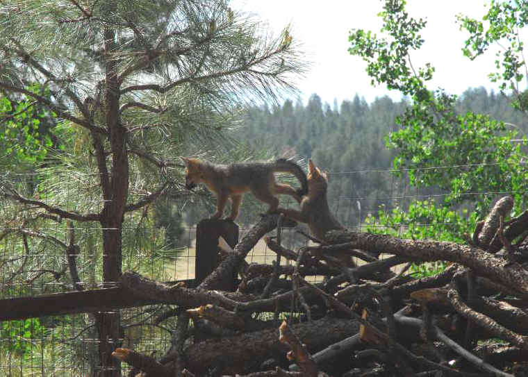 Our Neighbors The Foxes - Grey or Gray Fox (Urcyon cinereoargenteus) - 41