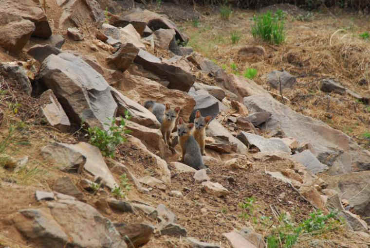 Our Neighbors The Foxes - Grey or Gray Fox (Urcyon cinereoargenteus) - 42