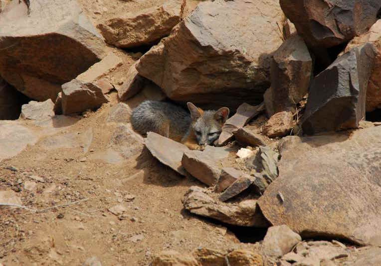 Our Neighbors The Foxes - Grey or Gray Fox (Urcyon cinereoargenteus) - 45