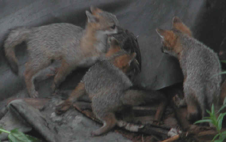 Our Neighbors The Foxes - Grey or Gray Fox (Urcyon cinereoargenteus) - 01
