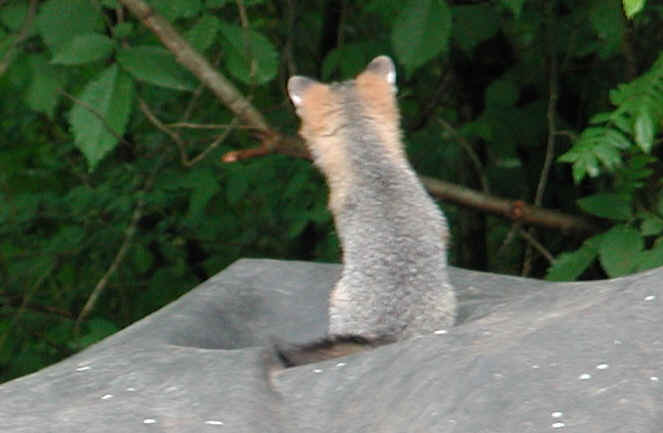Our Neighbors The Foxes - Grey or Gray Fox (Urcyon cinereoargenteus) - 10