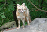 Our Neighbors The Foxes - Grey or Gray Fox (Urcyon cinereoargenteus) - 11