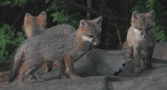 Our Neighbors The Foxes - Grey or Gray Fox (Urcyon cinereoargenteus) - 12