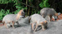 Our Neighbors The Foxes - Grey or Gray Fox (Urcyon cinereoargenteus) - 13
