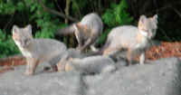 Our Neighbors The Foxes - Grey or Gray Fox (Urcyon cinereoargenteus) - 14