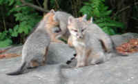 Our Neighbors The Foxes - Grey or Gray Fox (Urcyon cinereoargenteus) - 15