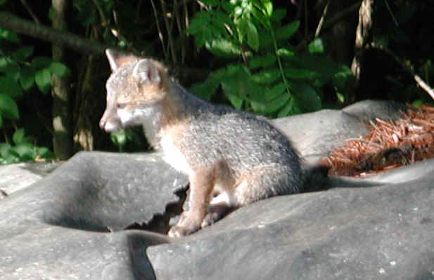Our Neighbors The Foxes - Grey or Gray Fox (Urcyon cinereoargenteus) - 17