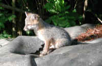 Our Neighbors The Foxes - Grey or Gray Fox (Urcyon cinereoargenteus) - 17