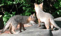 Our Neighbors The Foxes - Grey or Gray Fox (Urcyon cinereoargenteus) - 19