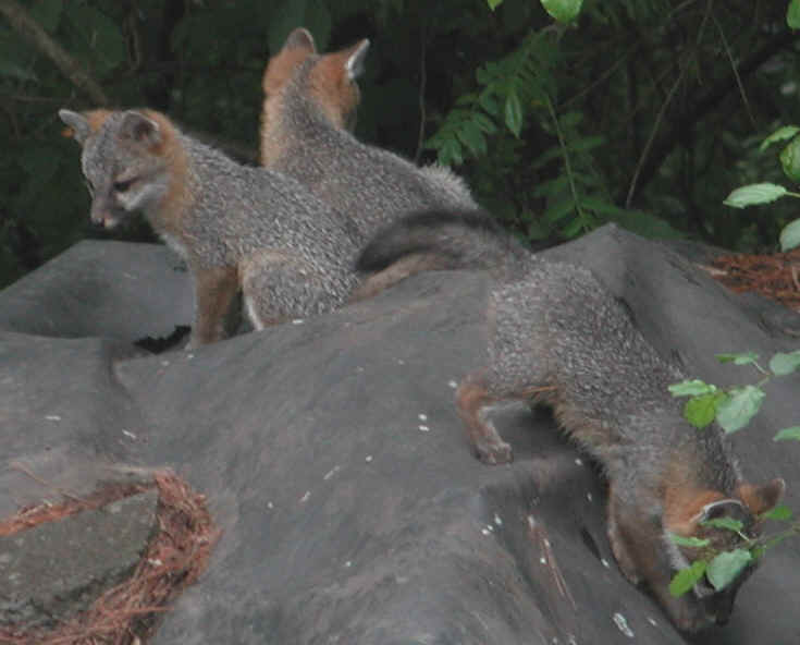 Our Neighbors The Foxes - Grey or Gray Fox (Urcyon cinereoargenteus) - 02