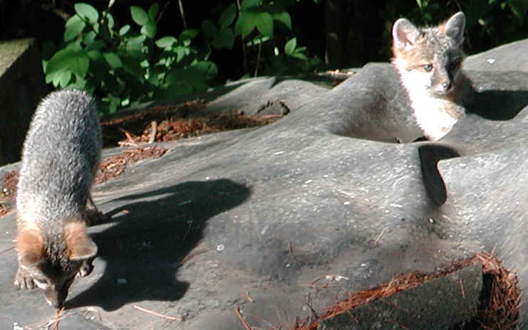 Our Neighbors The Foxes - Grey or Gray Fox (Urcyon cinereoargenteus) - 20