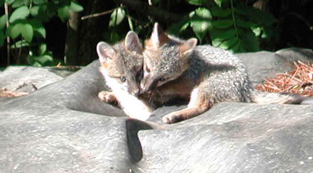 Our Neighbors The Foxes - Grey or Gray Fox (Urcyon cinereoargenteus) - 21