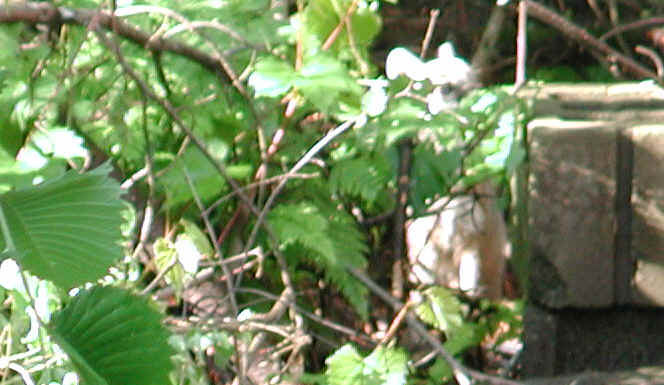 Our Neighbors The Foxes - Grey or Gray Fox (Urcyon cinereoargenteus) - 22