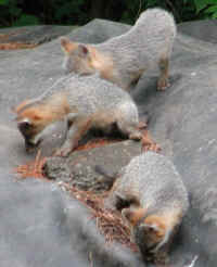 Our Neighbors The Foxes - Grey or Gray Fox (Urcyon cinereoargenteus) - 24
