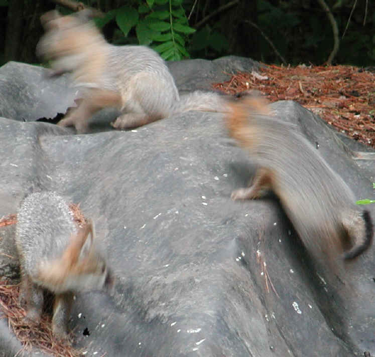 Our Neighbors The Foxes - Grey or Gray Fox (Urcyon cinereoargenteus) - 25