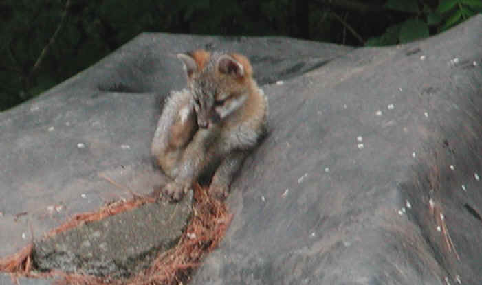 Our Neighbors The Foxes - Grey or Gray Fox (Urcyon cinereoargenteus) - 03