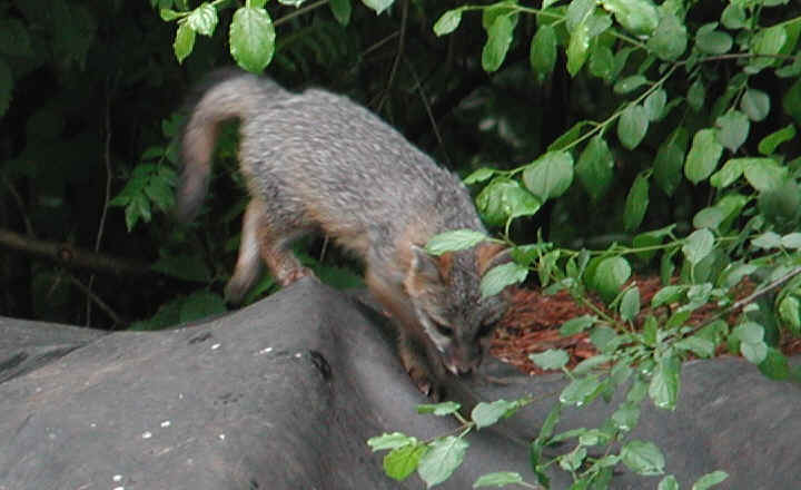 Our Neighbors The Foxes - Grey or Gray Fox (Urcyon cinereoargenteus) - 04