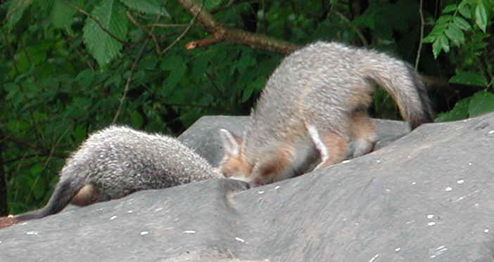 Our Neighbors The Foxes - Grey or Gray Fox (Urcyon cinereoargenteus) - 05