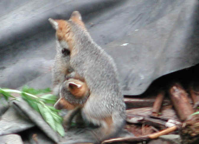 Our Neighbors The Foxes - Grey or Gray Fox (Urcyon cinereoargenteus) - 06