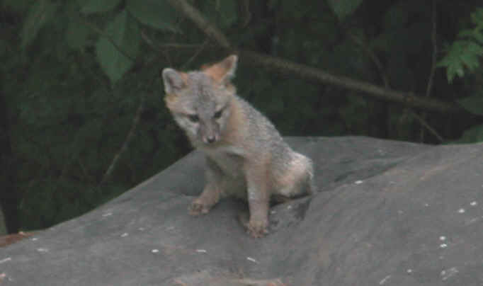 Our Neighbors The Foxes - Grey or Gray Fox (Urcyon cinereoargenteus) - 07